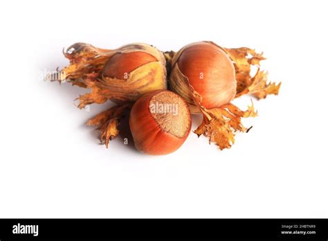 Image result for Hazelnut in Shell