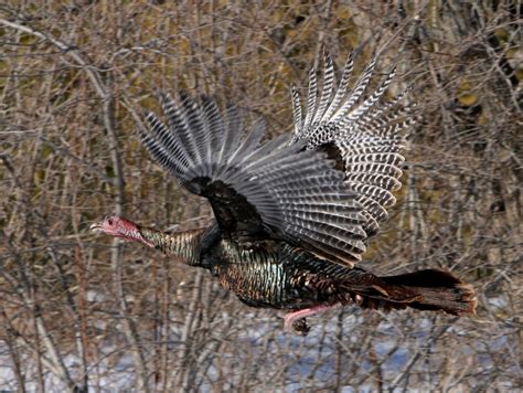 Wild Turkey Flying
