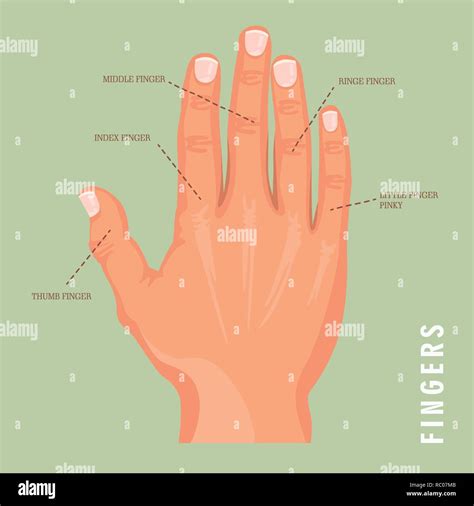 Forefinger Vector Vectors High Resolution Stock Photography and Images ...