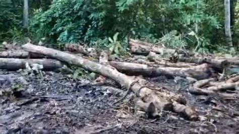 Illegal felling of trees in Konni; 108 trees were cut and smuggled from ...