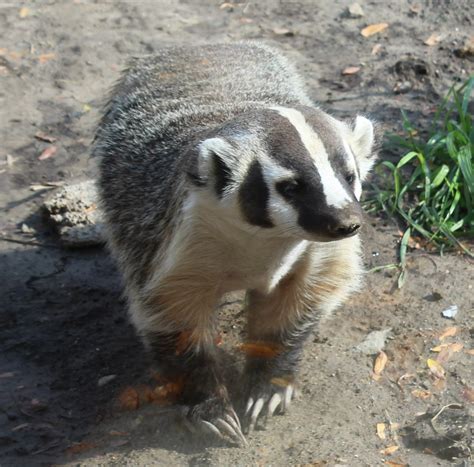 The Badger: Wisconsin's State Mammal — Fox Run Environmental Education ...