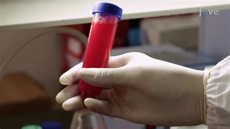 Video: Isolation and Purification of B Cells from Human Peripheral Blood - Concept