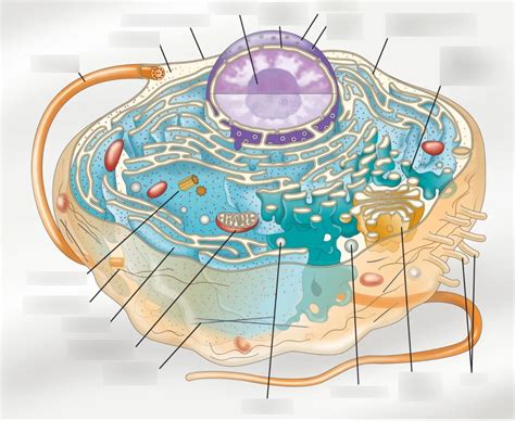 Biological Cell Structure 的图像结果