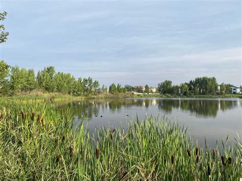 Janes Walk 2025: Sunridge Park - How a Natural Stormpond Brings Nature ...
