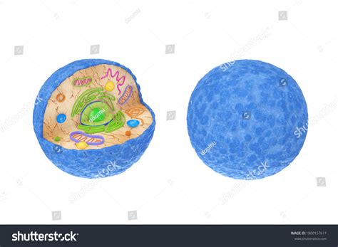 Inside Cell 的图像结果