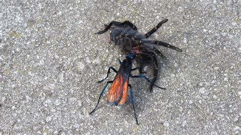 Tarantula Hawk Spider Wasp