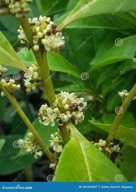 Yerba Mate Plants Grown in a Greenhouse Stock Image - Image of ...