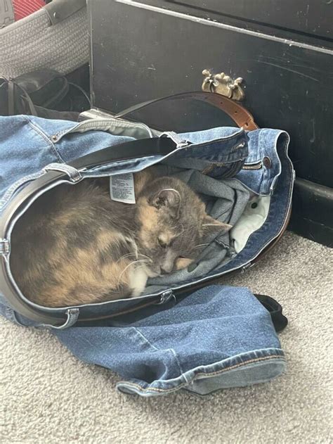 Free Cat Traps 的图像结果