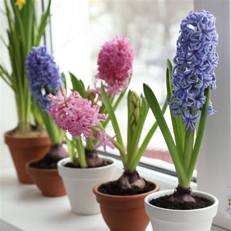 How to Care for Hyacinth in a Vase: Your Complete Guide to Indoor ...