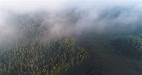 Swamp Aerial View 的图像结果