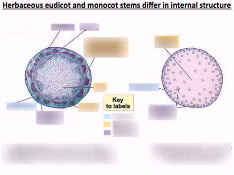 herbaceous eudicot vs. monocot stem diagram (exam 2) Diagram | Quizlet
