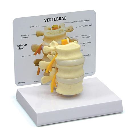 Buy Human Body Anatomy Replica Lumbar Spine Model with Intervertebral ...