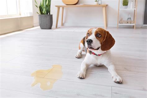 Is Dog Pee Toxic at Shawn Hills blog