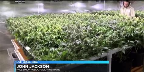 How Illinois legalizing recreational marijuana could affect you