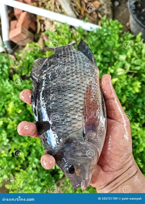 Nile Tilapia in the Hands of the Harvest Stock Image - Image of wildlife, food: 335721789