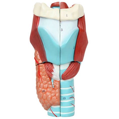 Larynx Anatomy Model Labeled