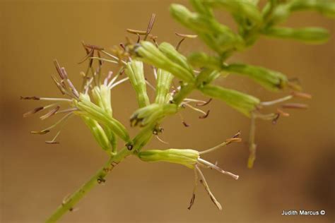 Agave striata subsp. striata - אגבה מפוספסת תת-מין טיפוסי | The ...