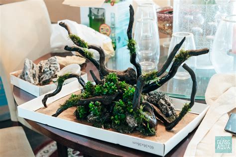 Image result for Planting Java Moss