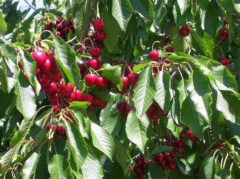 How to Grow Cherry Trees – P. Allen Smith