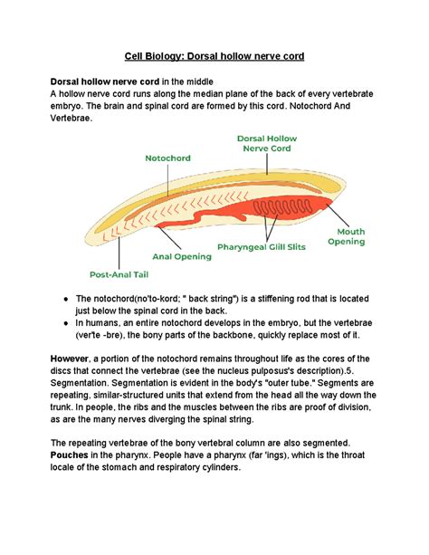 Cell Biology Dorsal hollow nerve cord - The brain and spinal cord are formed by this cord ...