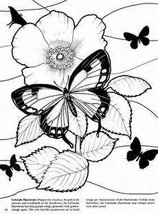 quiver malvorlagen 511 best images about butterfly coloring on quiver malvorlagen 511 best images about butterfly coloring on