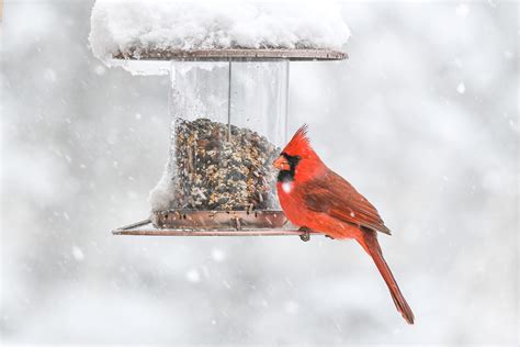 Winter Feeding Garden Birds | Fasci Garden