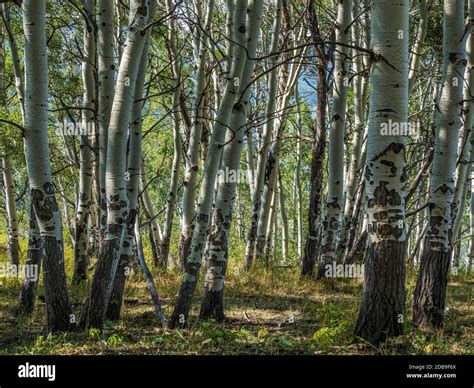 Aspen trees, Coal Creek Trail, Grand Mesa, Colorado Stock Photo - Alamy