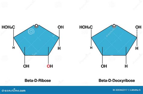 Beta D Ribose and Beta D Deoxyribose Chemical Structures in RNA Vector Illustration. Stock ...