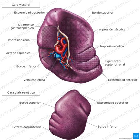 Paladar: Duro y Blando - Anatomía, Inervación y Función