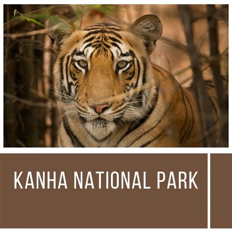 Premium Stays and Resorts in Kanha National Park : wildearthsafari.com