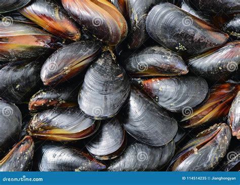 Image result for Is Mussel Is Bad When Is Open
