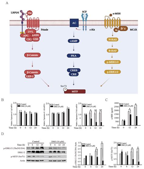 Dimethyl Itaconate Inhibits Melanogenesis in B16F10 Cells