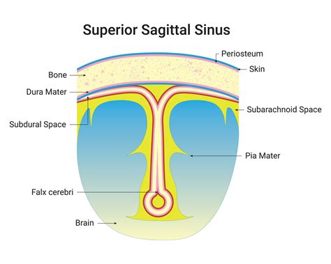 Superior Sagittal Sinus Science Design Vector Illustration Diagram ...