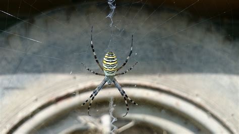 Image result for Spider Web Python