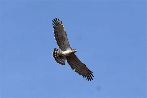 Changeable Hawk Eagle ,મોરબાજ