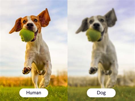How Dogs See Humans 的图像结果