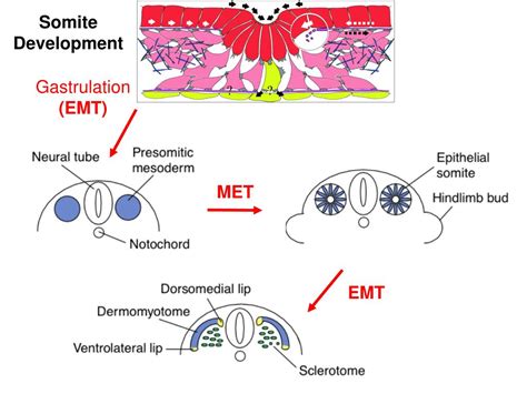 Image result for Adhesion Cell Sorting