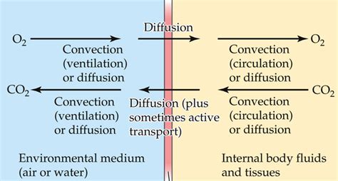 Diffusion across membrane Diagram | Quizlet
