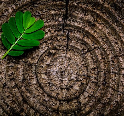 Environment 的图像结果