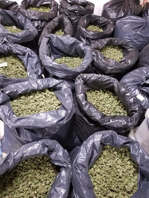 Will Legal Cannabis Thrive Or Get Shutdown? 2018 Will Tell