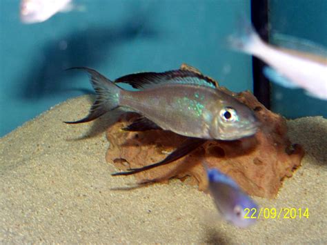 Cyathopharynx foae mbita in Kreuztal | Tiere | Kleinanzeigen