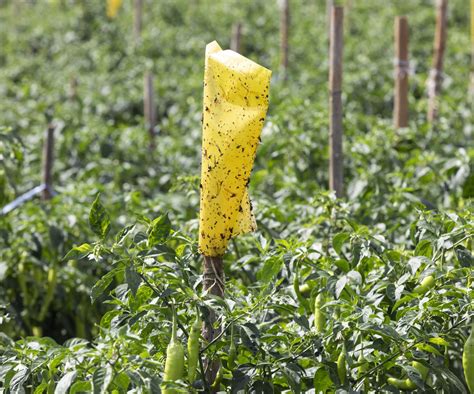 Image result for Gypsy Moth