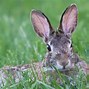 Image result for Images of White Rabbits in Tea Fields