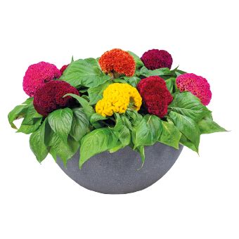 Celosia Cristata Brainiac Raven Red Flower Seeds | Buy Online India ...