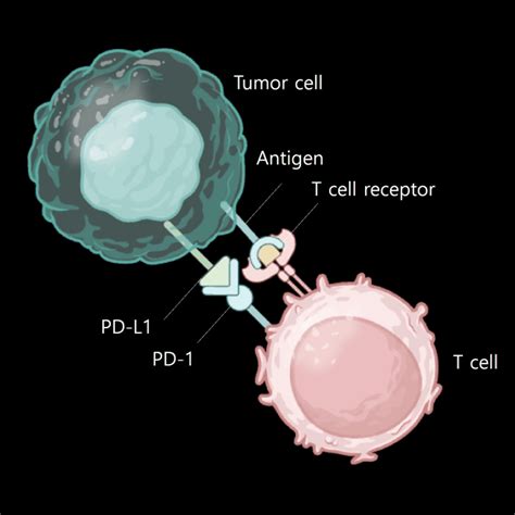 Cytotoxic T-cell Activation 的图像结果