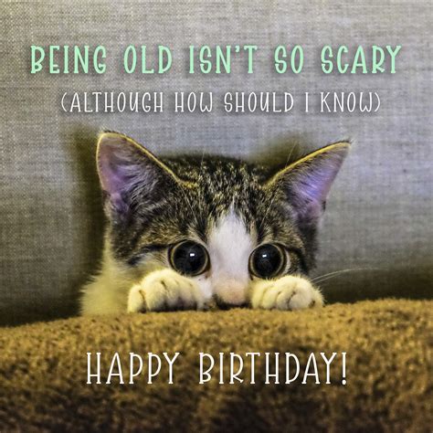 100 Best Happy Birthday Cat Memes Images Cute Birthday Messages Cute ...