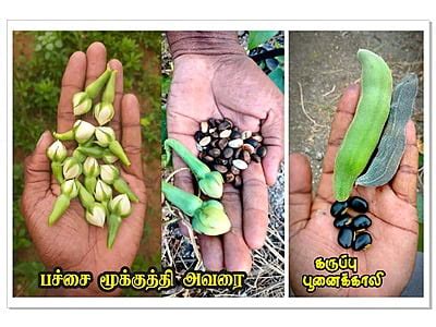 Avarai Beans Seeds