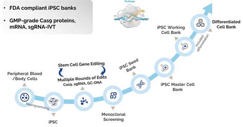 Image result for Adobe Media Encoder Install