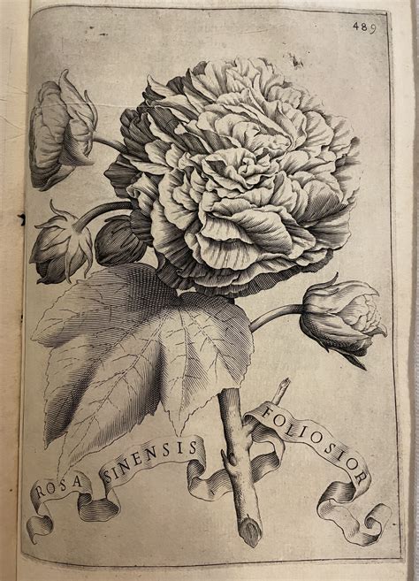 The Early Jesuits - A Literary Formation | Georgetown University Library