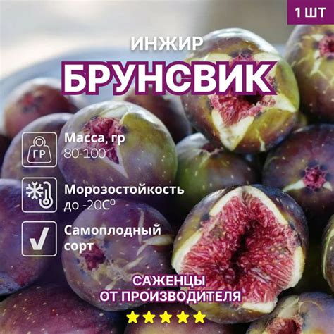 Инжир Брунсвик купить на OZON по низкой цене (1613360362)